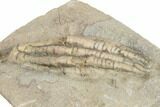 Crinoid (Scytalocrinus) Fossil - Crawfordsville, Indiana #188684-2